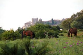 VISITA GUIADA CASTILLO