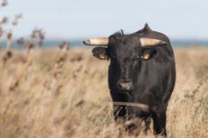 VISITAR GANADERIAS DE TOROS BRAVOS